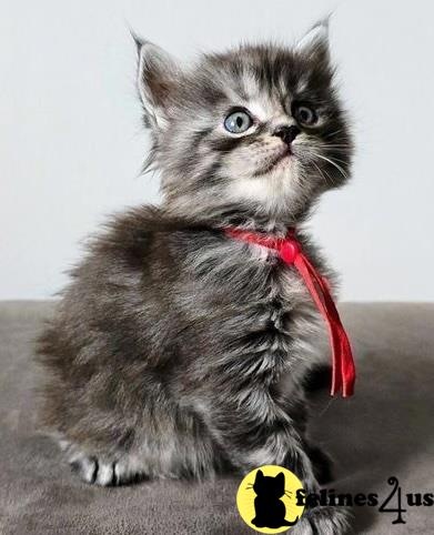 a maine coon cat with a red ribbon