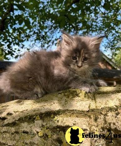 a maine coon cat sitting on a rock