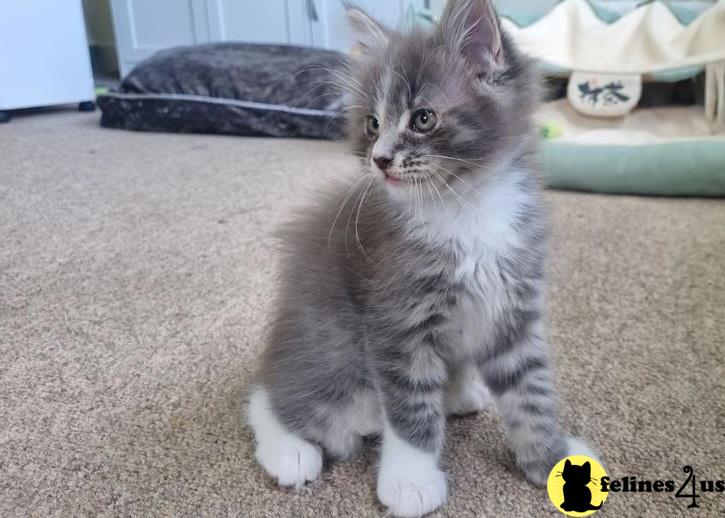 a maine coon cat sitting on carpet