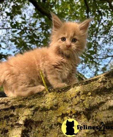 a maine coon cat sitting on a tree branch