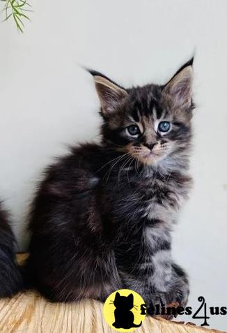 a maine coon kitten with blue eyes