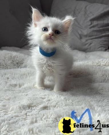 a maine coon kitten with a blue collar