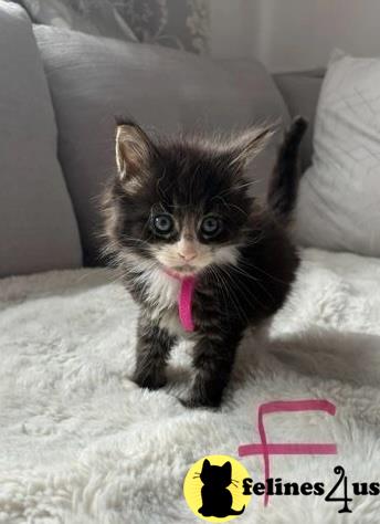 a maine coon kitten with its tongue out