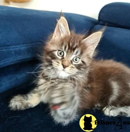 a maine coon cat lying on a couch