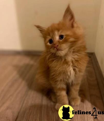 a maine coon cat sitting on a wood floor