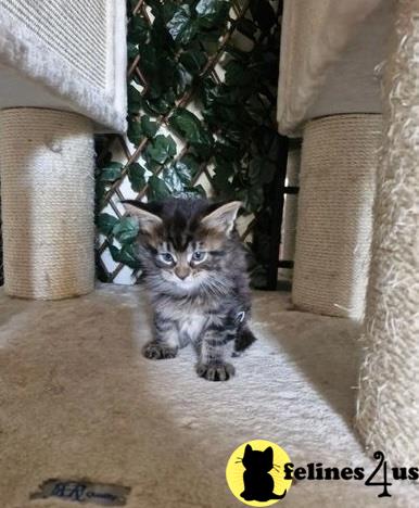 a maine coon kitten sitting on the floor