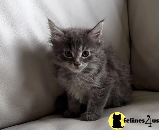 a maine coon kitten sitting on a couch