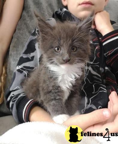 a person holding a maine coon cat