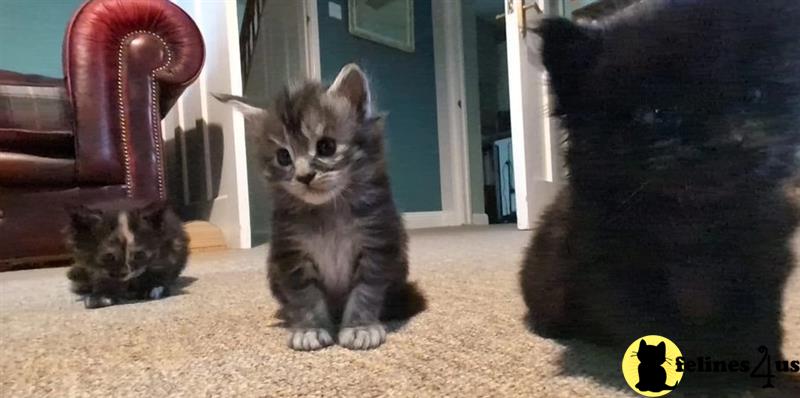 a maine coon cat sitting on the carpet