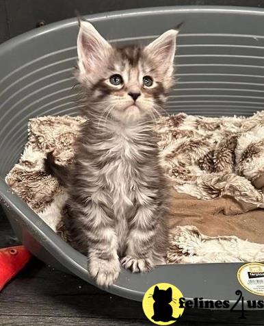 a maine coon cat sitting on a blanket