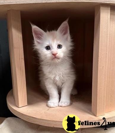 a maine coon cat in a wooden box