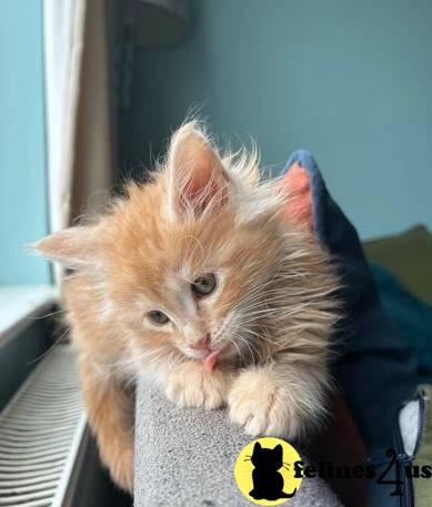 a maine coon cat with a tag on its ear