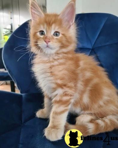 a maine coon cat sitting on a chair