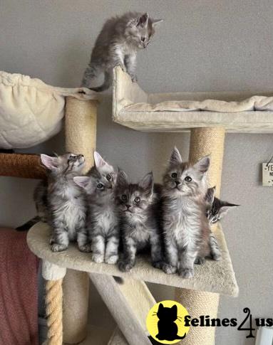 a group of maine coon maine coon kittens on a maine coon cat tree