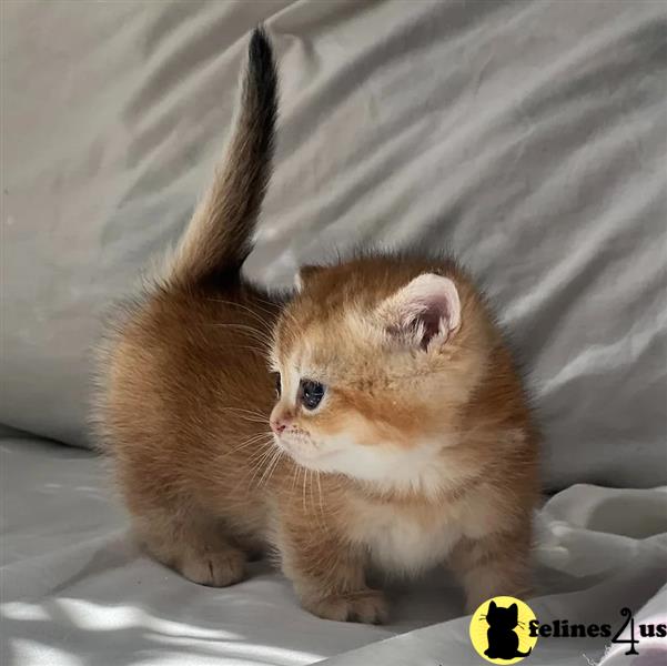 a small orange munchkin kitten