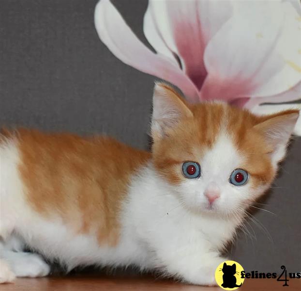 a munchkin cat with bunny ears