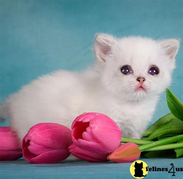 a white munchkin kitten with pink tulips