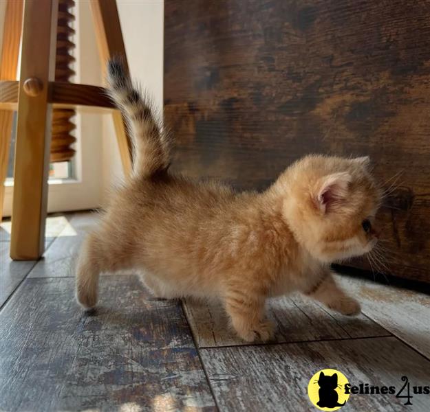 a munchkin cat standing on a rug