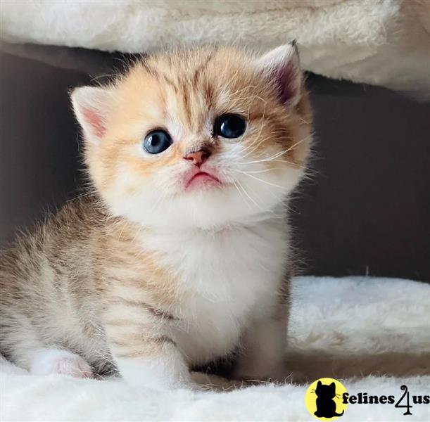 a munchkin kitten with a sad expression