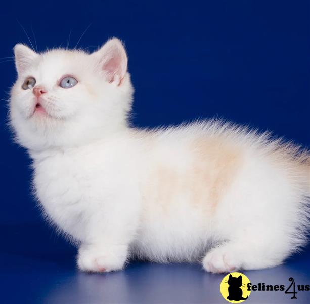 a white munchkin cat with a yellow tag