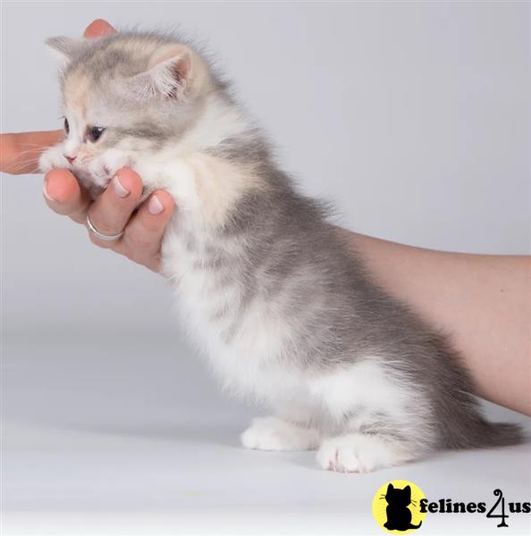 a person holding a small animal