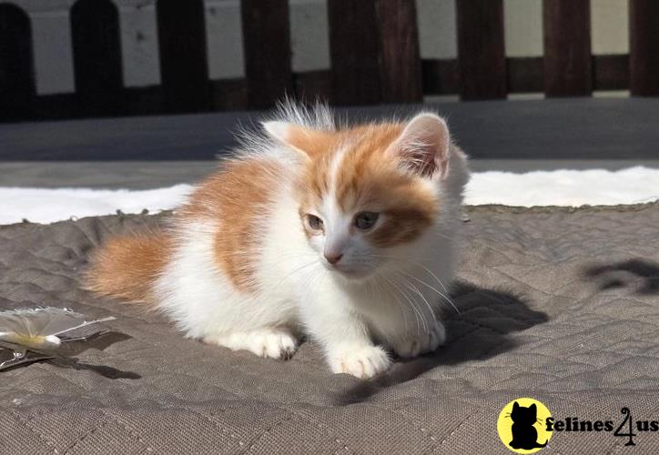 a munchkin cat sitting on the ground