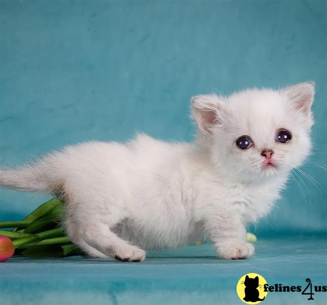 a white munchkin kitten on a blue surface