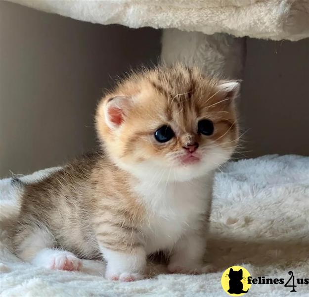 a munchkin kitten sitting on a blanket