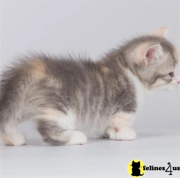 a munchkin kitten with a yellow tag