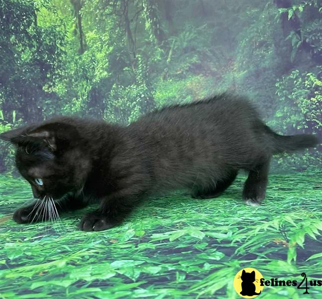 a black munchkin cat walking on grass