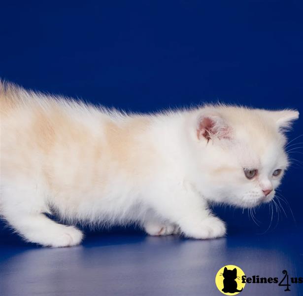 a white munchkin cat with a red heart on its head