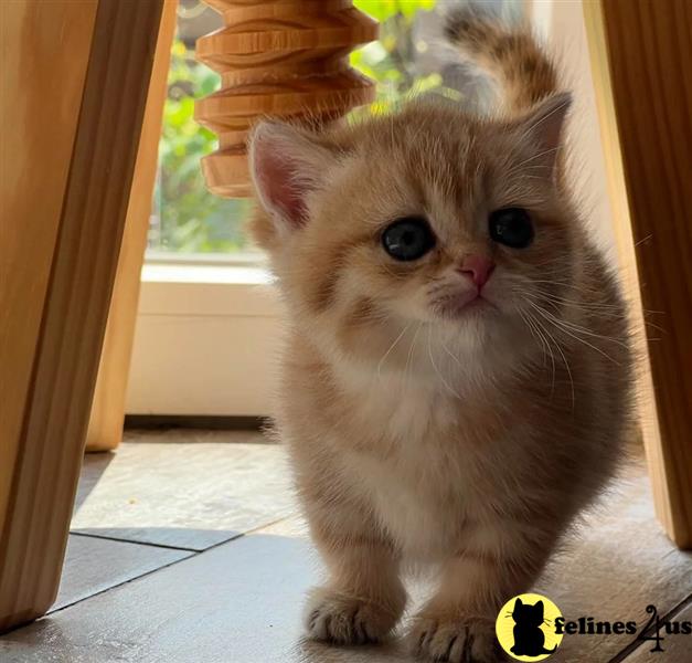 a munchkin cat looking at the camera