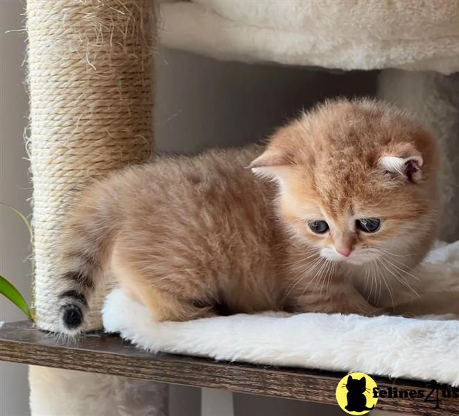 a munchkin cat in a basket