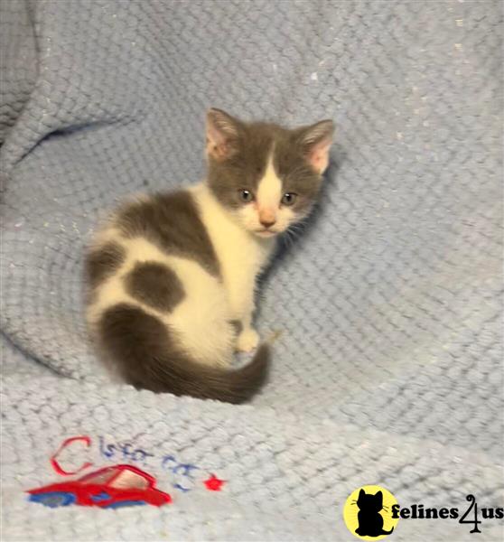 a munchkin cat sitting on a blanket