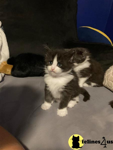 a group of munchkin munchkin kittens