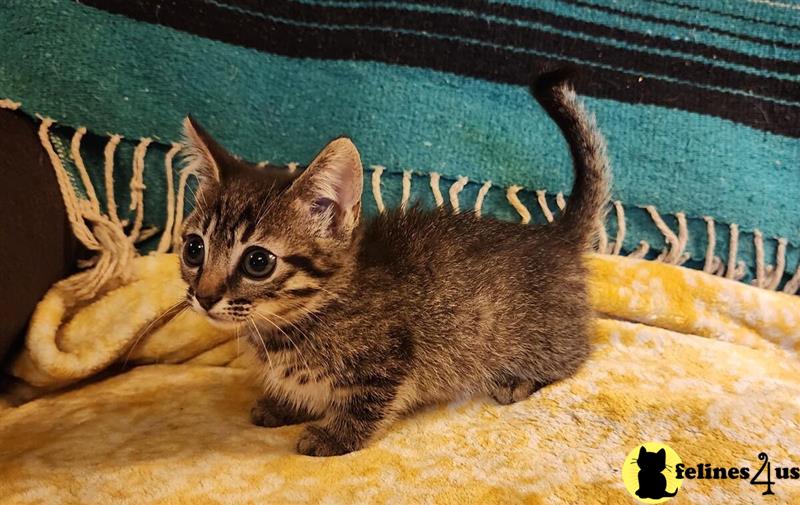 a munchkin cat in a box