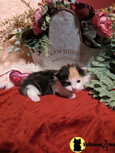 a munchkin cat lying on a bed