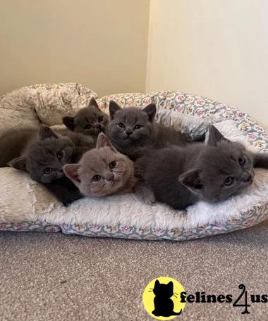 a group of british shorthair british shorthair kittens on a blanket