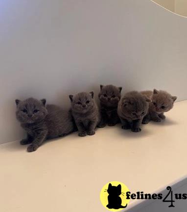 a group of british shorthair british shorthair kittens