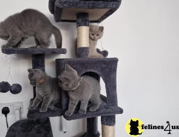 a group of british shorthair cats on a british shorthair cat tower