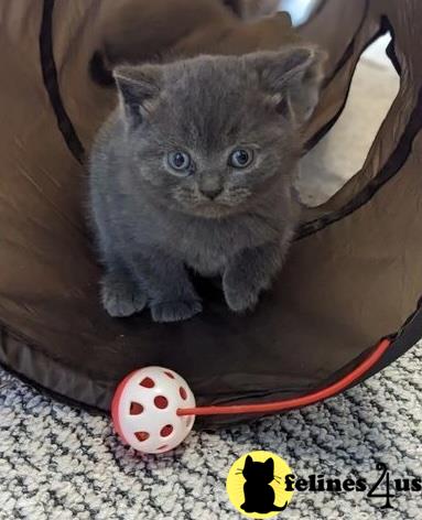 a british shorthair kitten in a bag