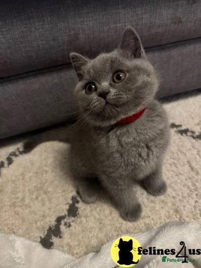 a british shorthair cat sitting on a couch