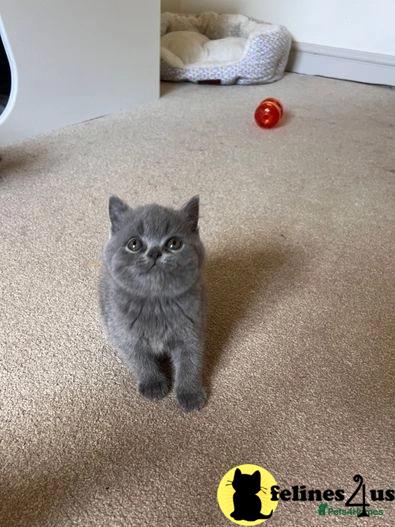 a british shorthair cat sitting on carpet