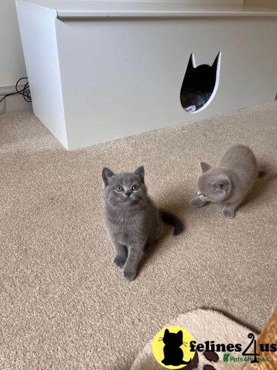 a british shorthair cat sitting on the floor