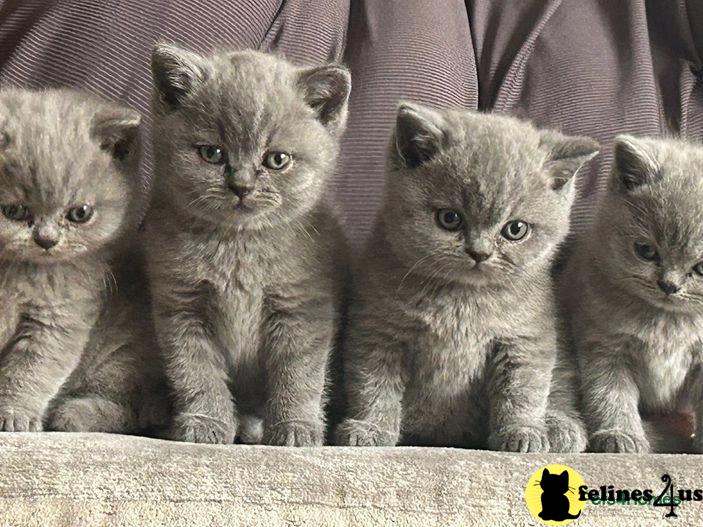 a group of british shorthair british shorthair kittens