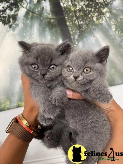 a person holding a british shorthair cat