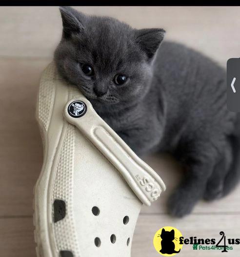 a british shorthair cat with a knife in its mouth