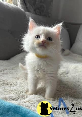 a maine coon kitten with a bow tie