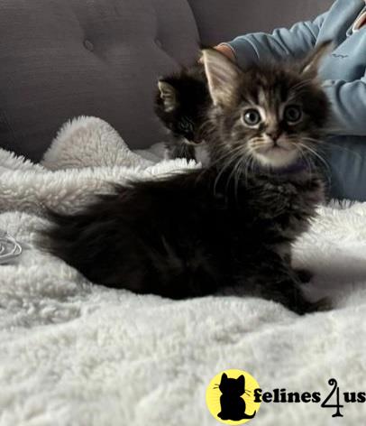 a maine coon cat lying on a blanket