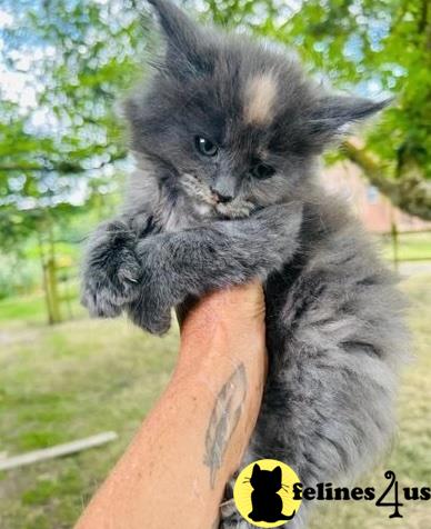 a person holding a maine coon kitten